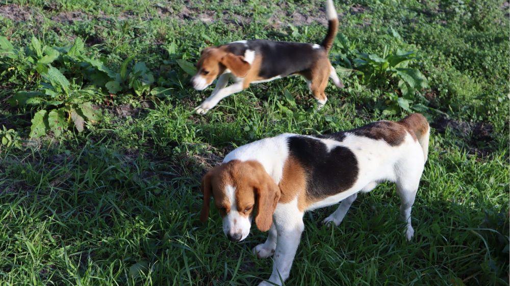 Beagle fêmea tricolor com Lop