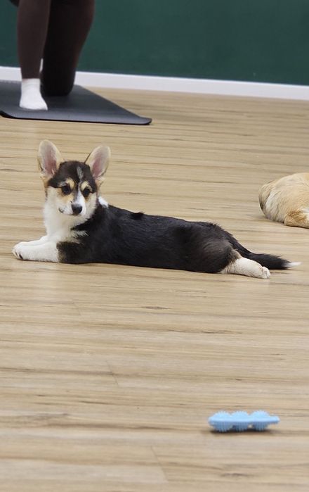 Welsh Corgi Pembroke suczka