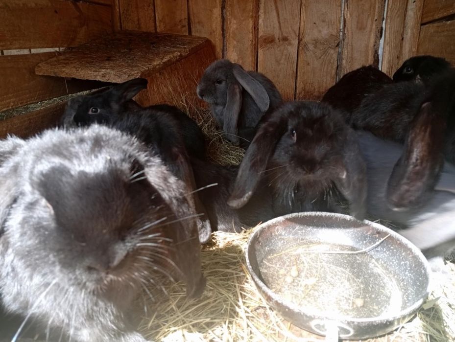 Króliki barany francuskie