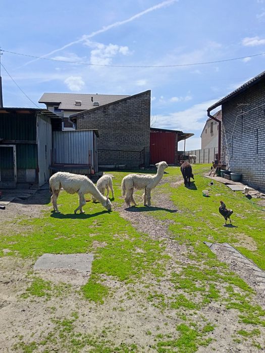 Alpaki białe i czarne samce i samica
