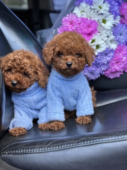 Щенки мальтипу девочка мини