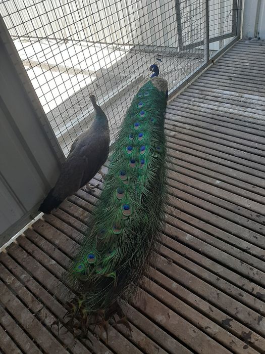 Pavões de várias espécies.asa negra,azul, branco,alecrim.