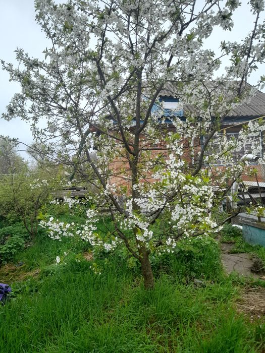 Здам будинок в оренду