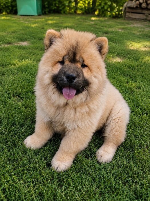 Chow chow szczeniak suczka