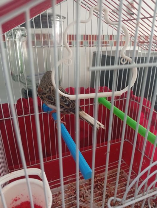 Vendo canária com gaiola
