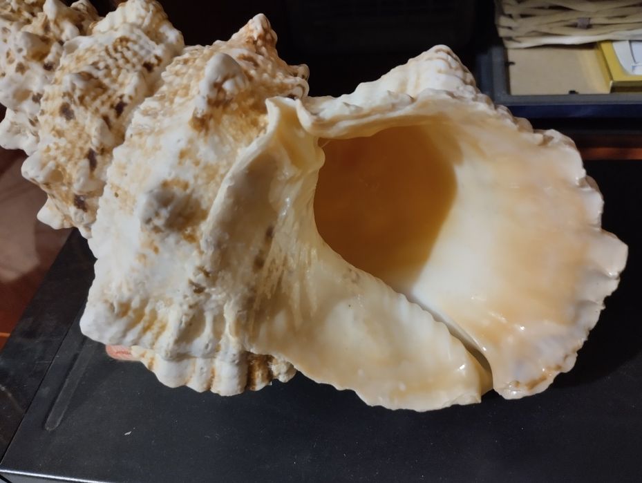 Ракушка натуральная