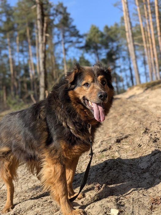 Średniej wielkości Gibson czeka na dom