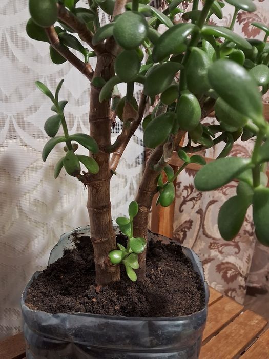 Толстянка (Денежное дерево ) 50 см