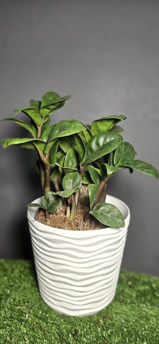 Продам цикас,драцены ,рипсалис,сансевиерию ,асплениум,фикус,замиокульк