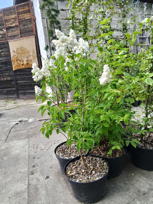 bez , lilak, drzewko , krzew