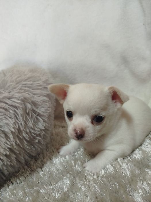Chihuahua macho