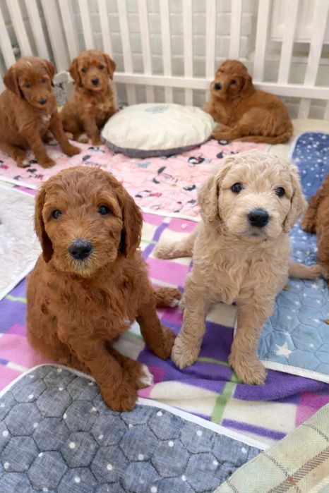 Голдендудль ( лабрадудль)