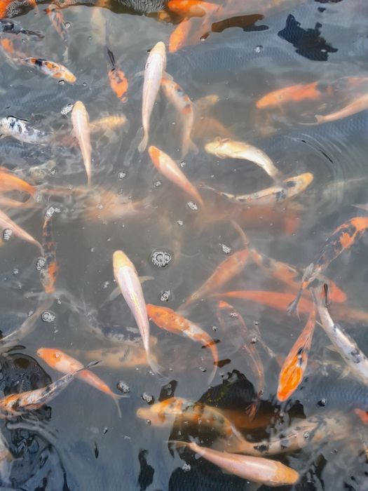 Karp  amur narybek
