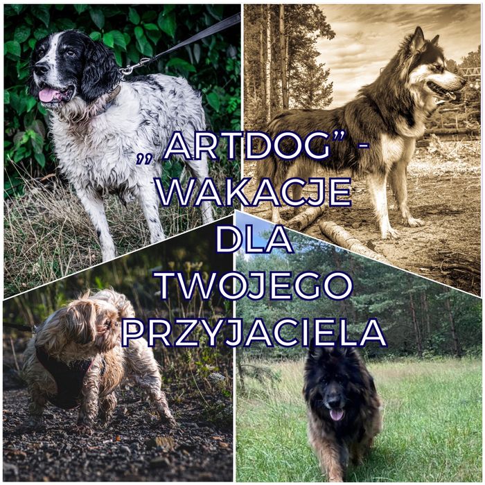 Opieka nad psem , kotem , hotel psi