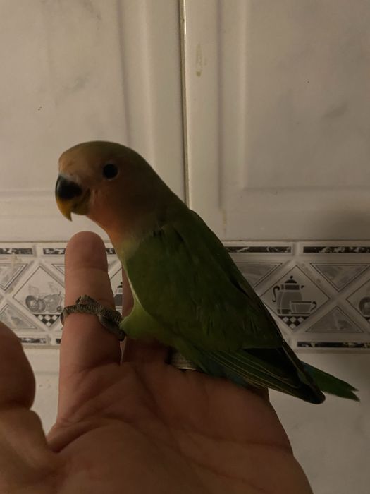 Agapornis domesticado