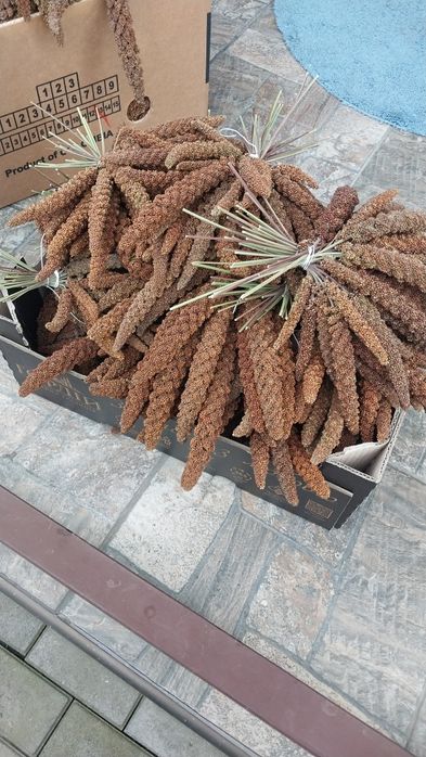 Чумиза врожай 2025 року 0,5 кілограм 250 грн