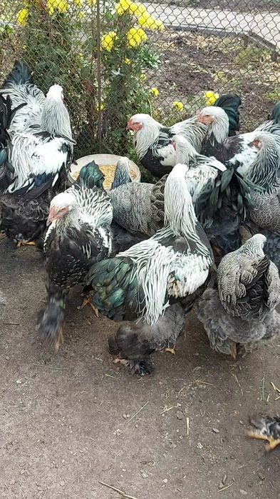 Півні темної брами