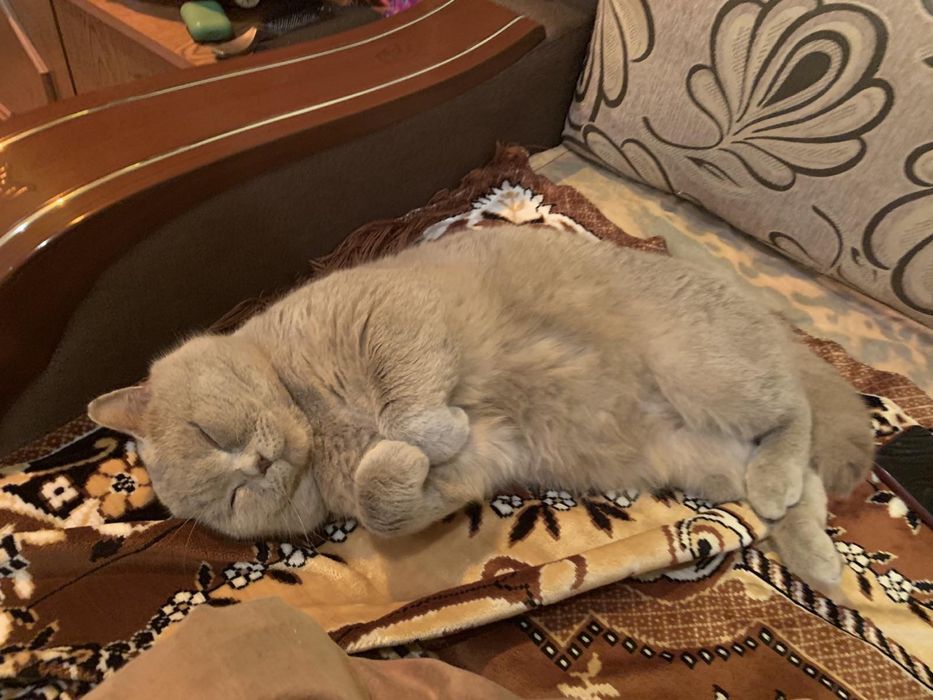 Шотландський прямовухий запрошує на вязку