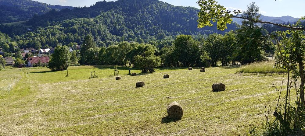 Siano Małe bale 25-30 kg