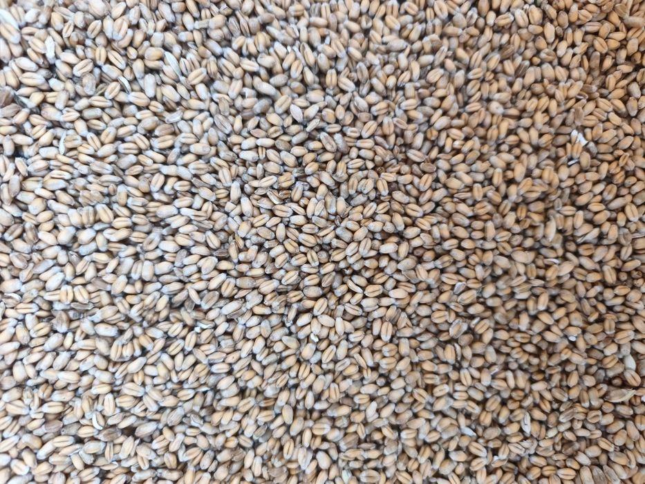 Sprzedam pszenicę ozimą