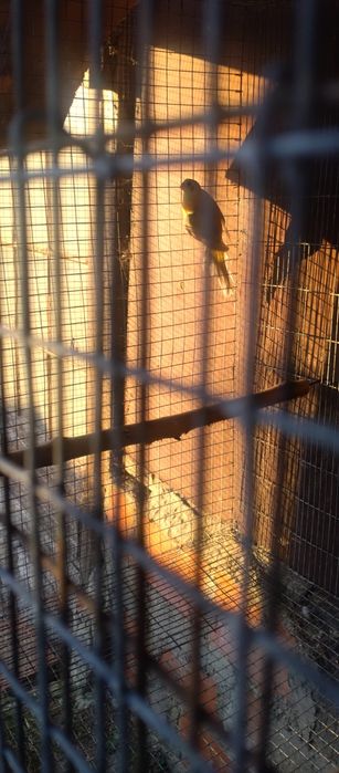 Vendo Red rumped