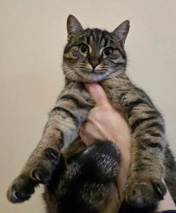 Котенок бесплатно