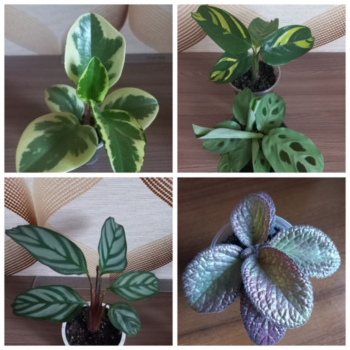 Продам домашні квіти