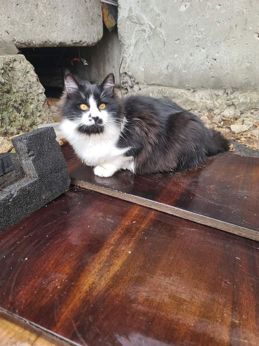 Молодий котик 7міс