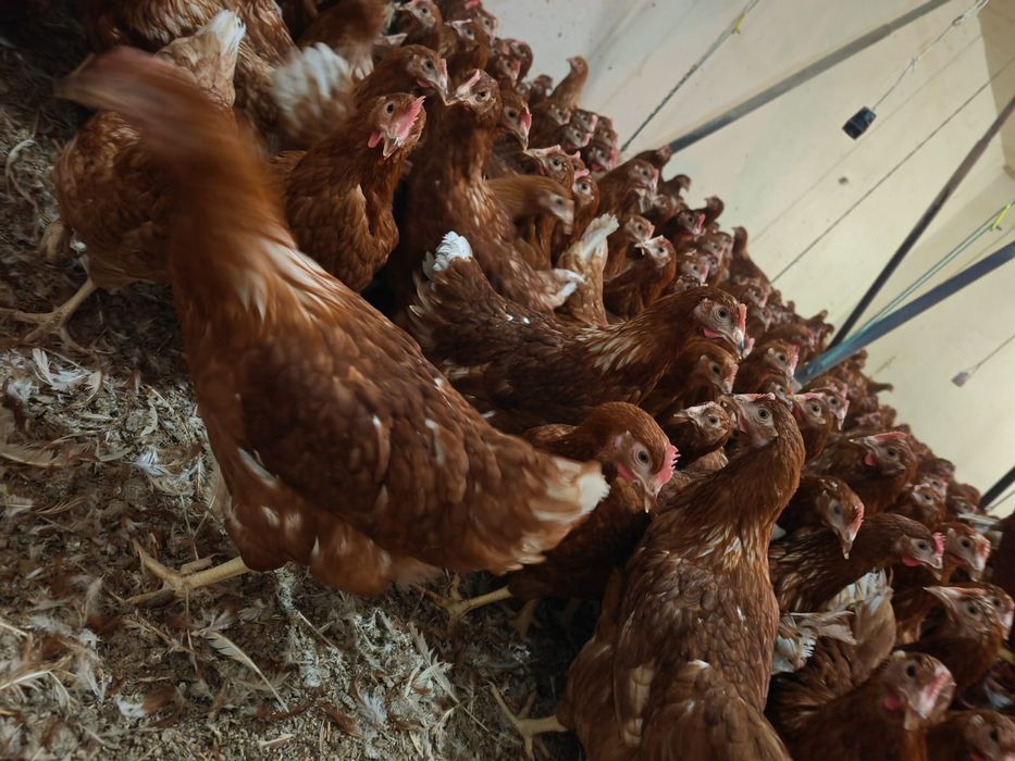 Kury nioski sendi I lohman + rossa