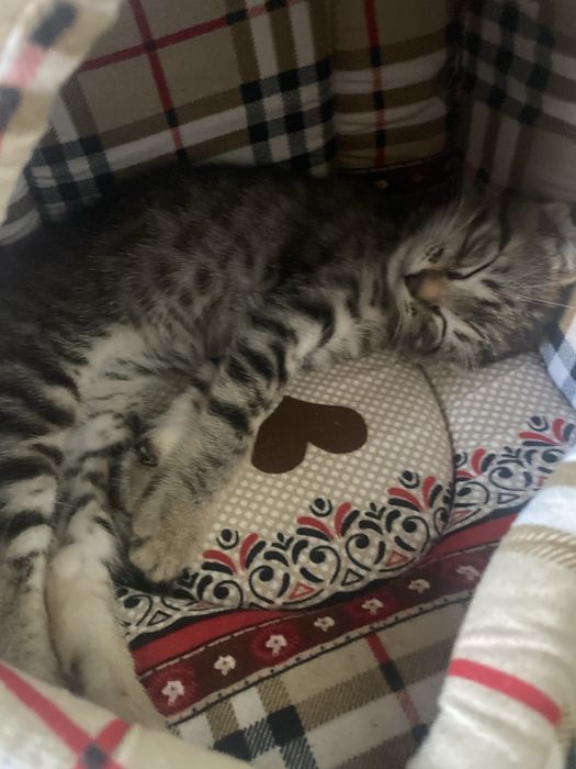 Шотланский веслоухий котик 2 месяца