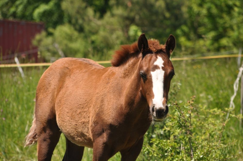 Klaczka APH Paint horse