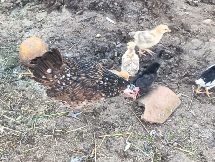 Ovos Galinha Galados