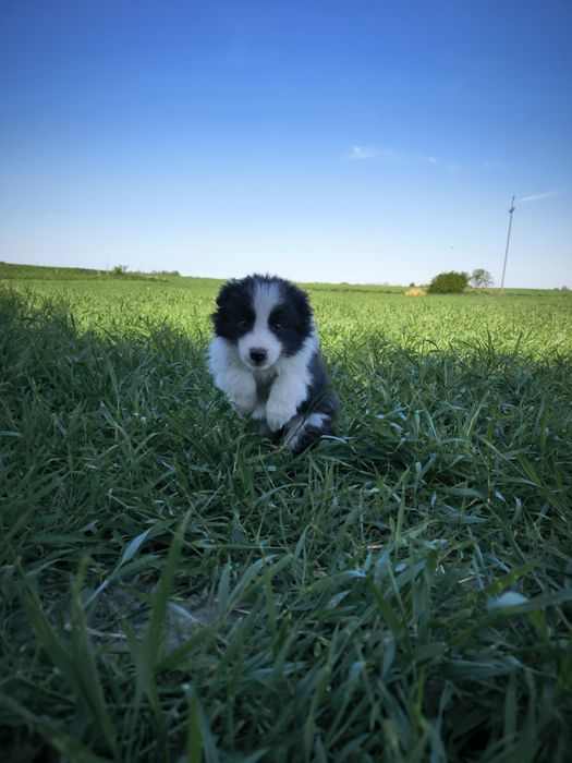 Border Collie Samiec