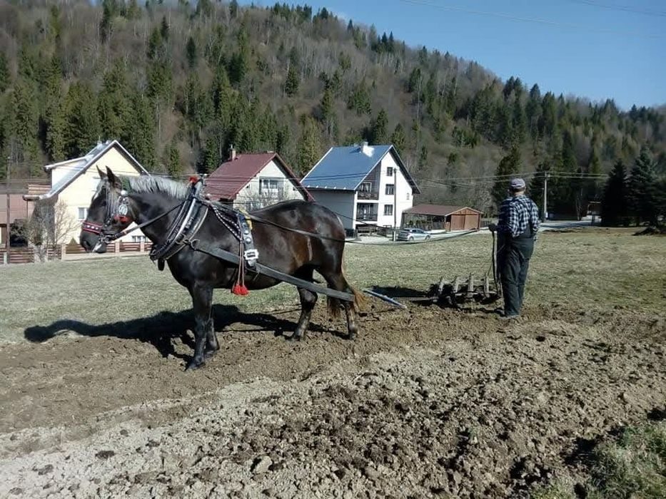 Sprzedam klacz ze źrebicą