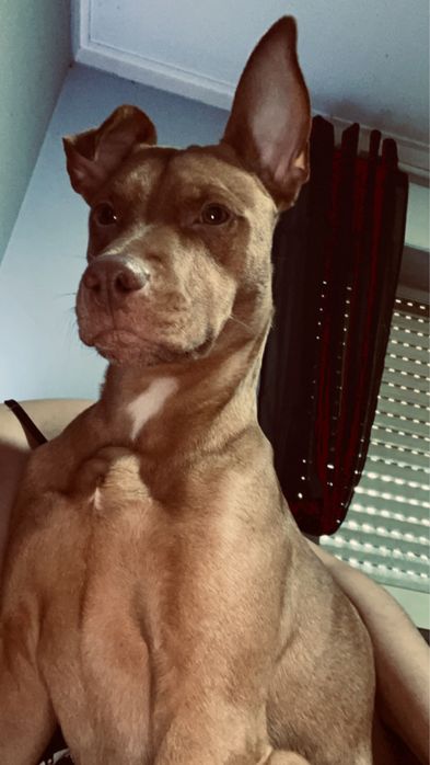 Adoção responsavel