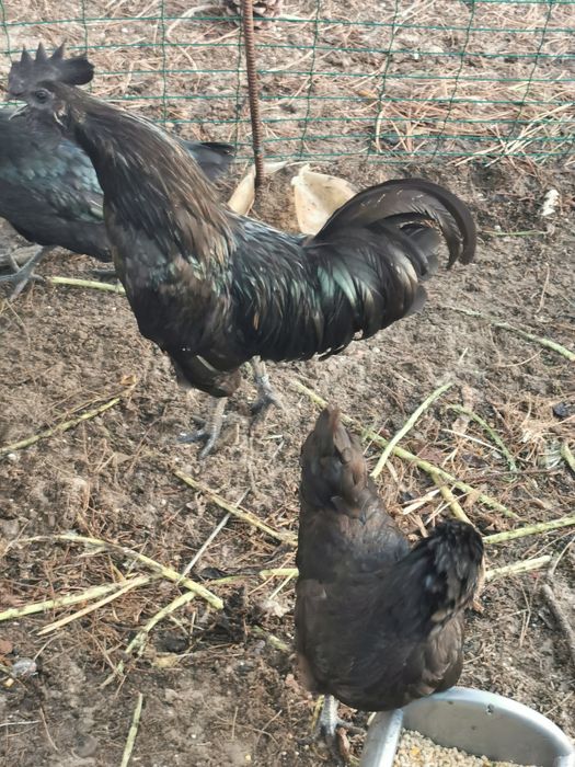 Ovos Ayam Cemani