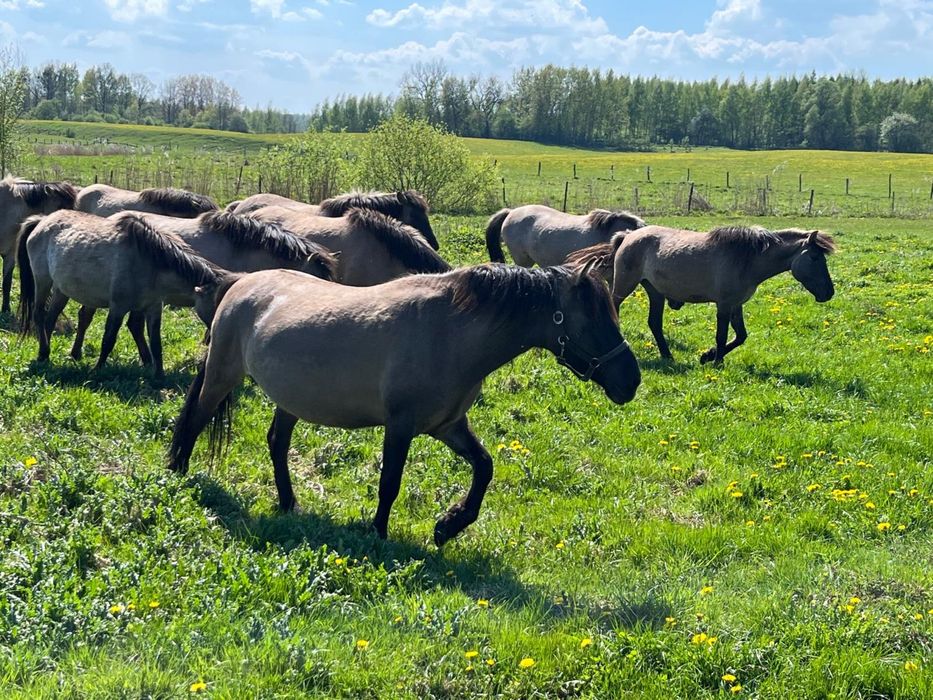 Konik Polski klaczki ogierki