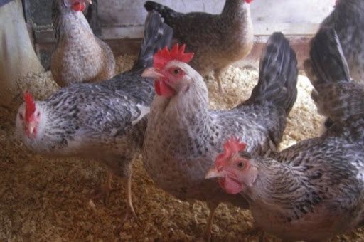 Інкубаційні яйця породи Борковска  барвістая