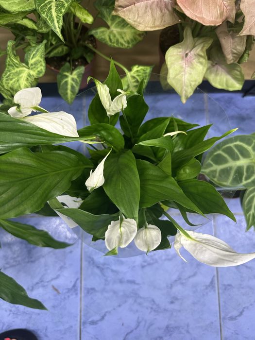 Кімнатні квіти Спатифілум