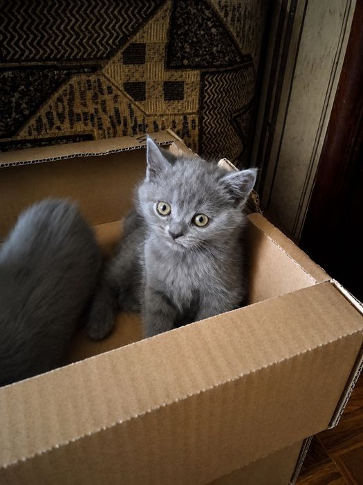 Шотландські кошенята