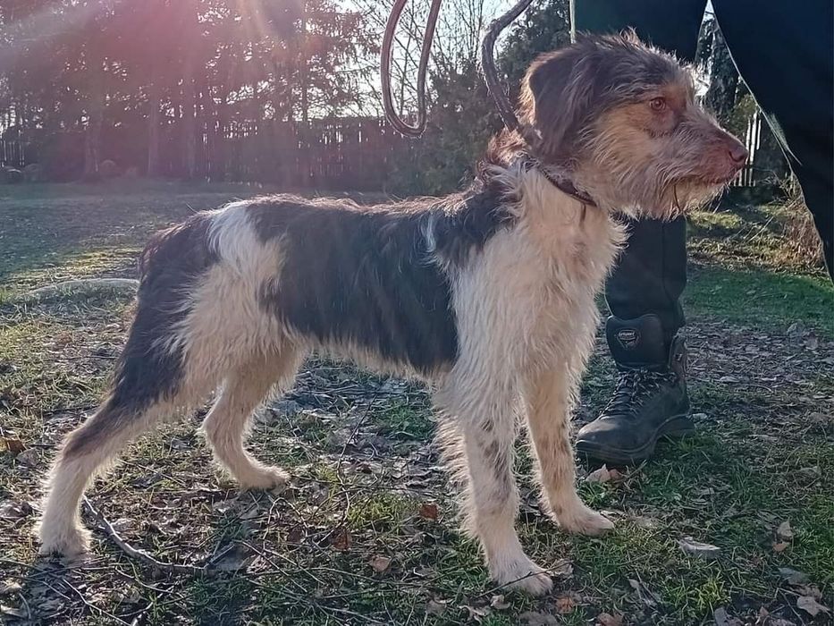 Znaleziony pies Człuchów