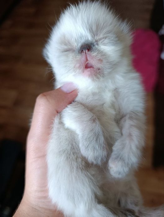 Продам чудових кошеняток