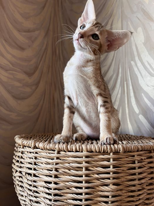 Орієнтальна тигрова дівчинка