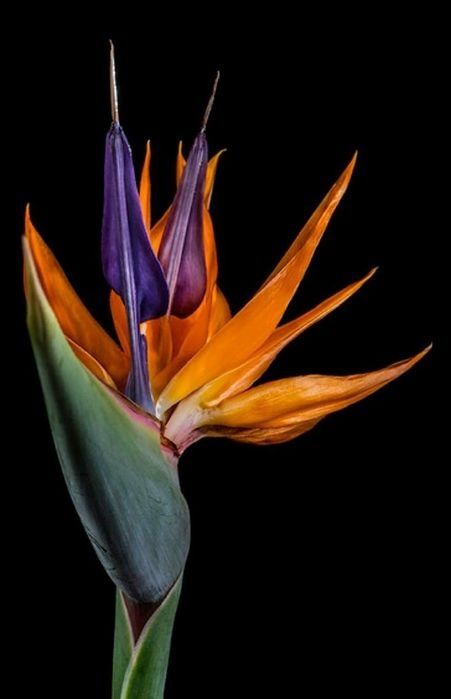 Стрелиция Reginа   h 165 cм