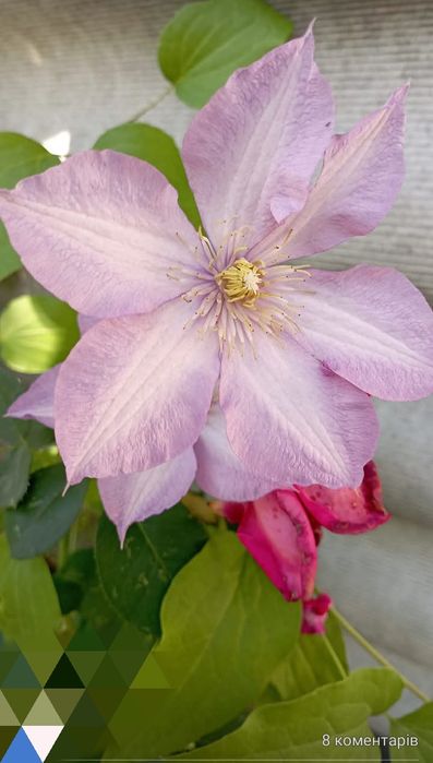 Клематис бузковий ранній велика квітка