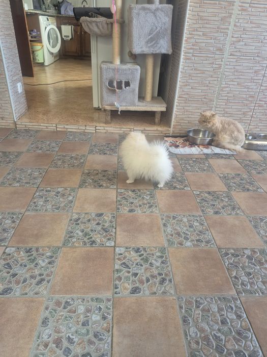 Spitz Alemão Anão Fêmea Mini 4 Meses Com LOP e Afixo Criadora Registada PT 30
