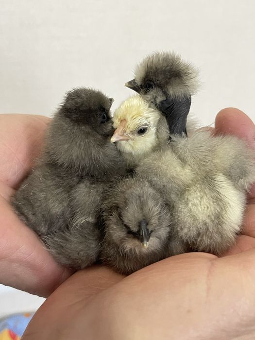 Продам яйце під замовлення китайская шелковая.