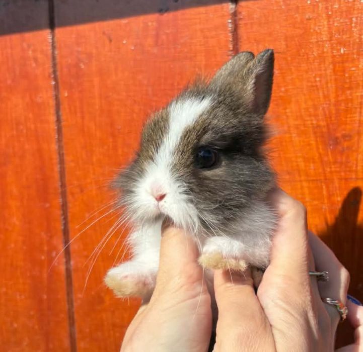 Królik króliczek miniaturka teddy puszysty