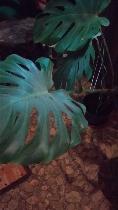 Монстера,отличное украшение для дома,офиса