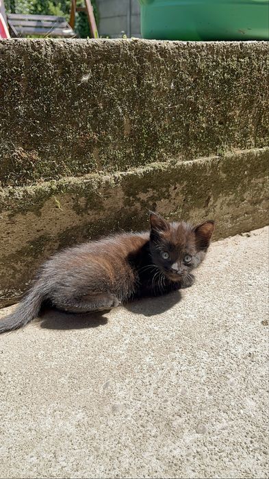 Терміново! Хлопчик в добрі руки
